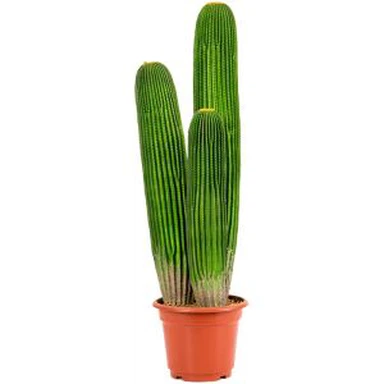 کاکتوس مصنوعی جعلی
