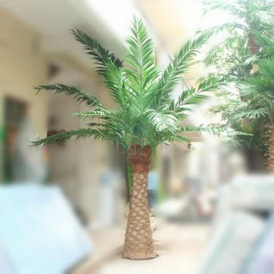 تولید کننده نخل درخت خرما در فضای باز