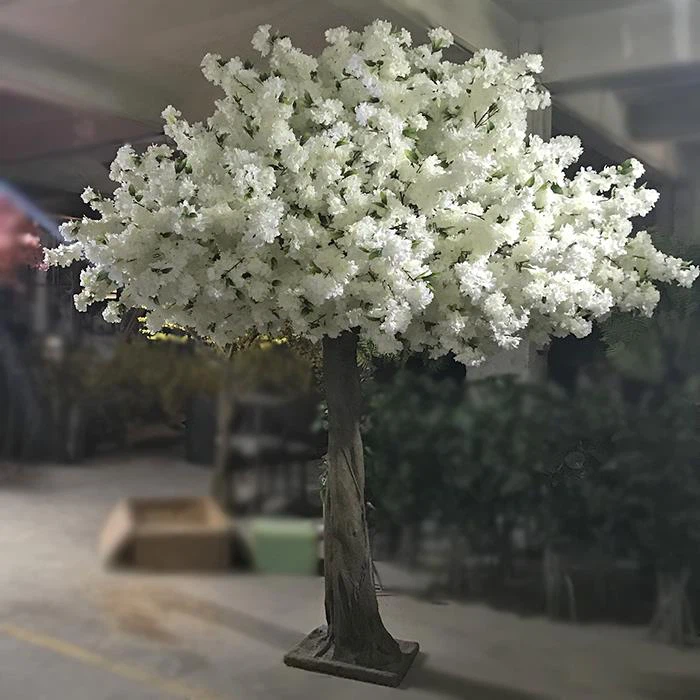 کل درخت تزئینی گیلاس درخت شکوفه